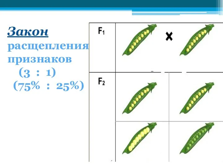 Закон расщепления признаков (3 : 1) (75% : 25%)