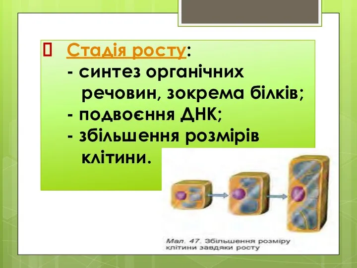 Стадія росту: - синтез органічних речовин, зокрема білків; - подвоєння ДНК; - збільшення розмірів клітини.