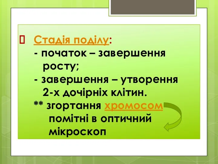 Стадія поділу: - початок – завершення росту; - завершення – утворення 2-х