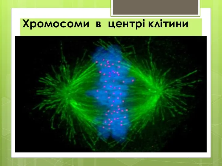 Хромосоми в центрі клітини