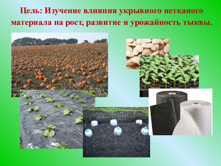 Цель: Изучение влияния укрывного нетканого материала на рост, развитие и урожайность тыквы.