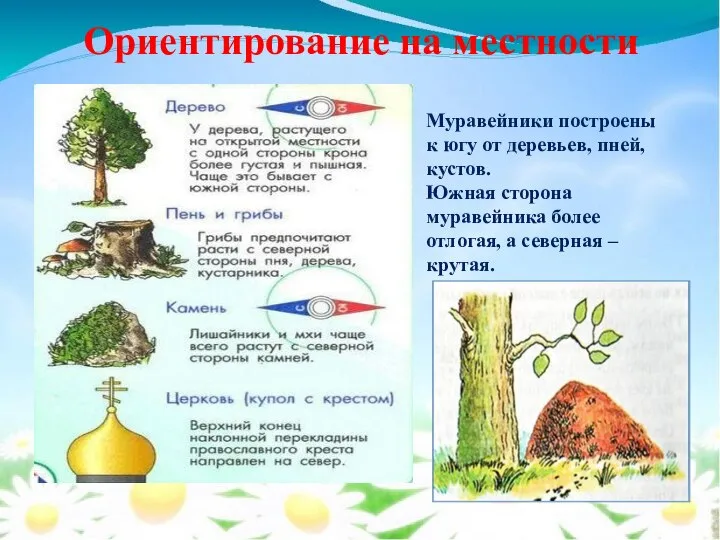 Ориентирование на местности Муравейники построены к югу от деревьев, пней, кустов. Южная