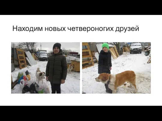 Находим новых четвероногих друзей