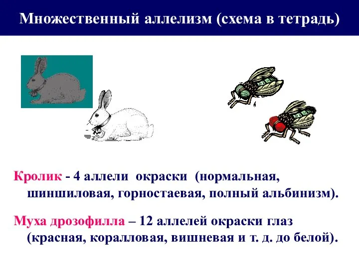 Множественный аллелизм (схема в тетрадь) Кролик - 4 аллели окраски (нормальная, шиншиловая,