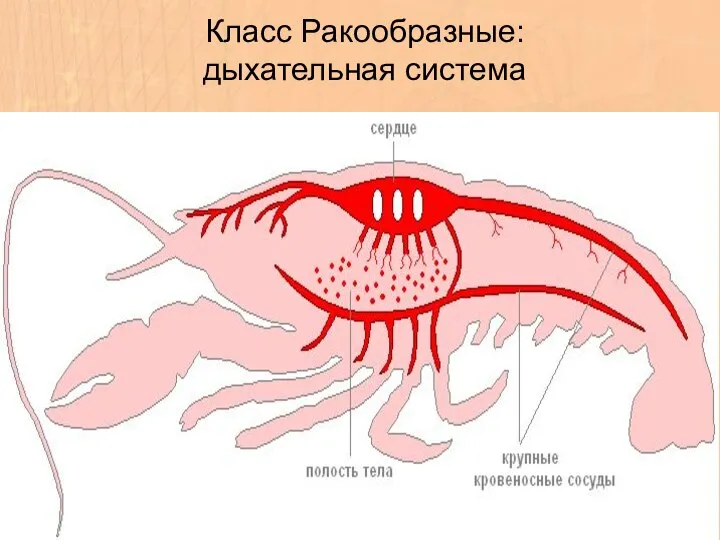 Класс Ракообразные: дыхательная система