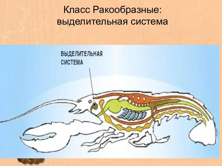 Класс Ракообразные: выделительная система