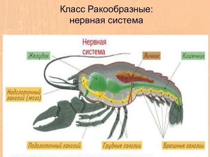 Класс Ракообразные: нервная система