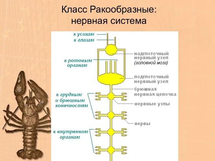 Класс Ракообразные: нервная система