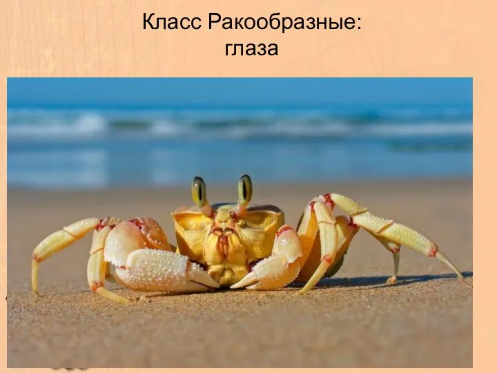 Класс Ракообразные: глаза