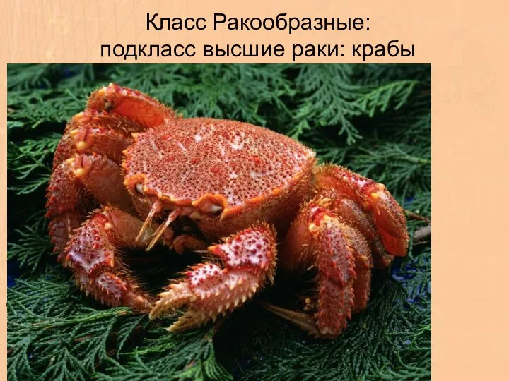 Класс Ракообразные: подкласс высшие раки: крабы