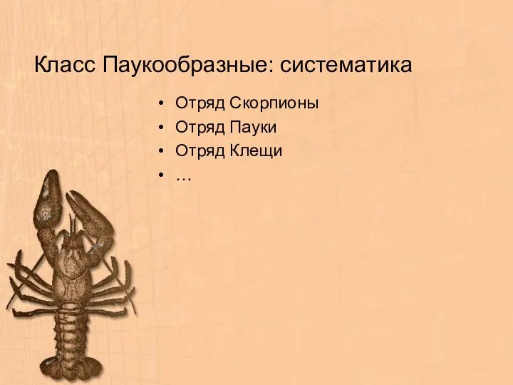 Класс Паукообразные: систематика Отряд Скорпионы Отряд Пауки Отряд Клещи …