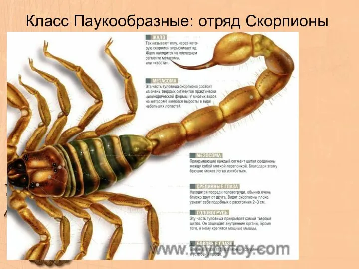 Класс Паукообразные: отряд Скорпионы