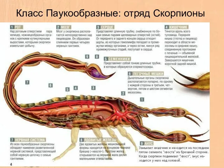 Класс Паукообразные: отряд Скорпионы