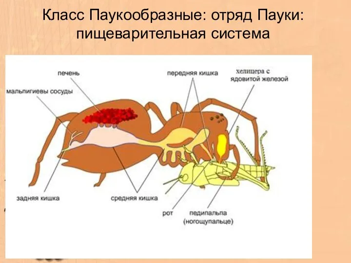 Класс Паукообразные: отряд Пауки: пищеварительная система