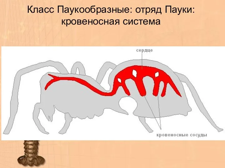 Класс Паукообразные: отряд Пауки: кровеносная система