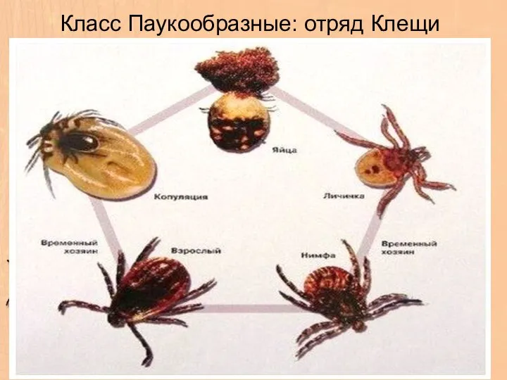 Класс Паукообразные: отряд Клещи