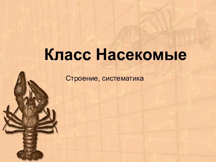 Класс Насекомые Строение, систематика