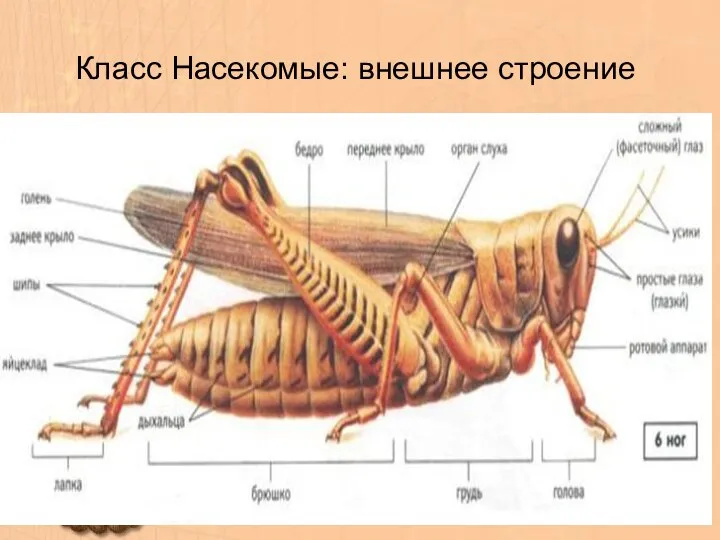 Класс Насекомые: внешнее строение