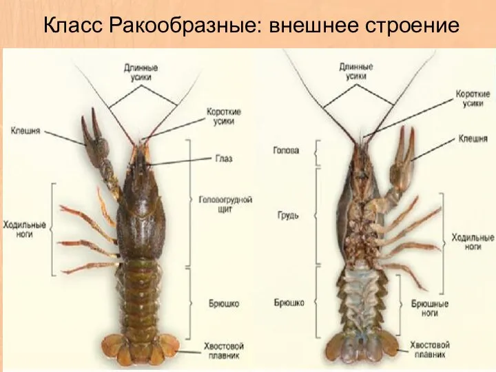 Класс Ракообразные: внешнее строение