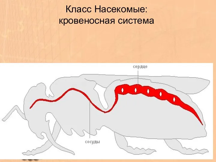 Класс Насекомые: кровеносная система