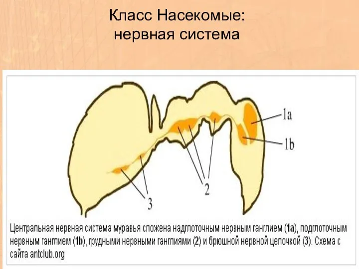 Класс Насекомые: нервная система