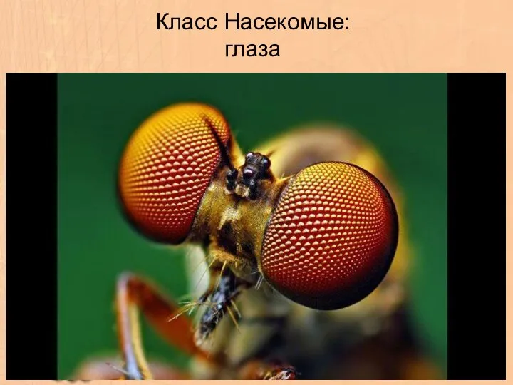 Класс Насекомые: глаза