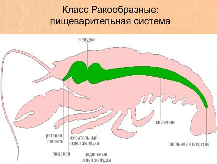 Класс Ракообразные: пищеварительная система