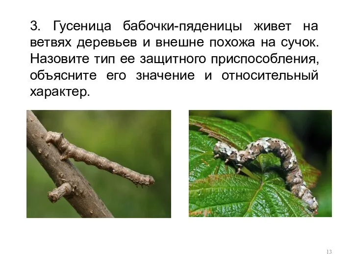 3. Гусеница бабочки-пяденицы живет на ветвях деревьев и внешне похожа на сучок.