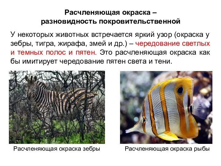 У некоторых животных встречается яркий узор (окраска у зебры, тигра, жирафа, змей