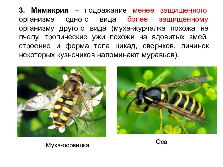 3. Мимикрия – подражание менее защищенного организма одного вида более защищенному организму