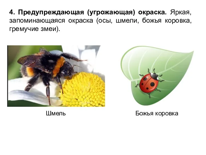 4. Предупреждающая (угрожающая) окраска. Яркая, запоминающаяся окраска (осы, шмели, божья коровка, гремучие змеи). Шмель Божья коровка