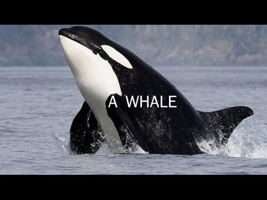 A WHALE