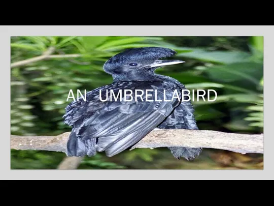 AN UMBRELLABIRD