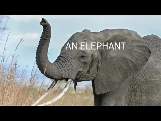 AN ELEPHANT