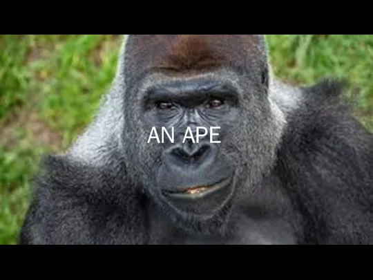 AN APE