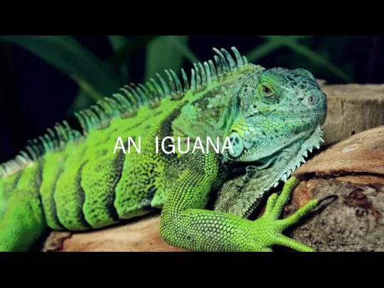 IGUANA AN