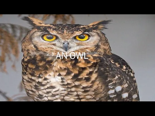 AN OWL