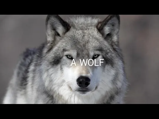 A WOLF