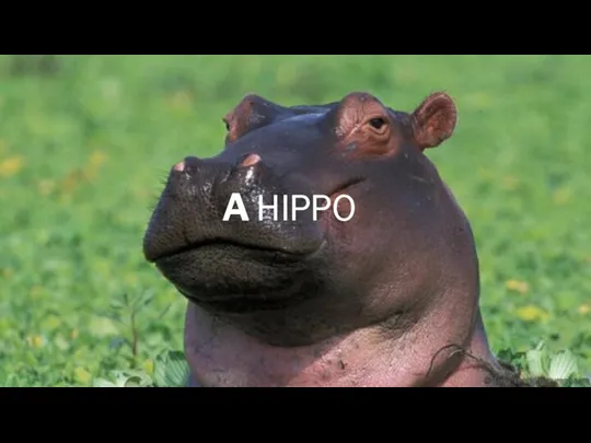 A HIPPO