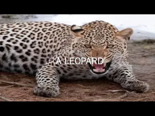 A LEOPARD