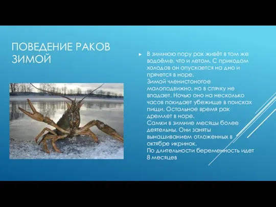 ПОВЕДЕНИЕ РАКОВ ЗИМОЙ В зимнюю пору рак живёт в том же водоёме,