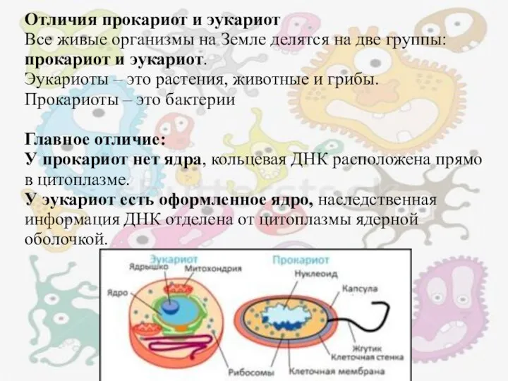 Отличия прокариот и эукариот Все живые организмы на Земле делятся на две