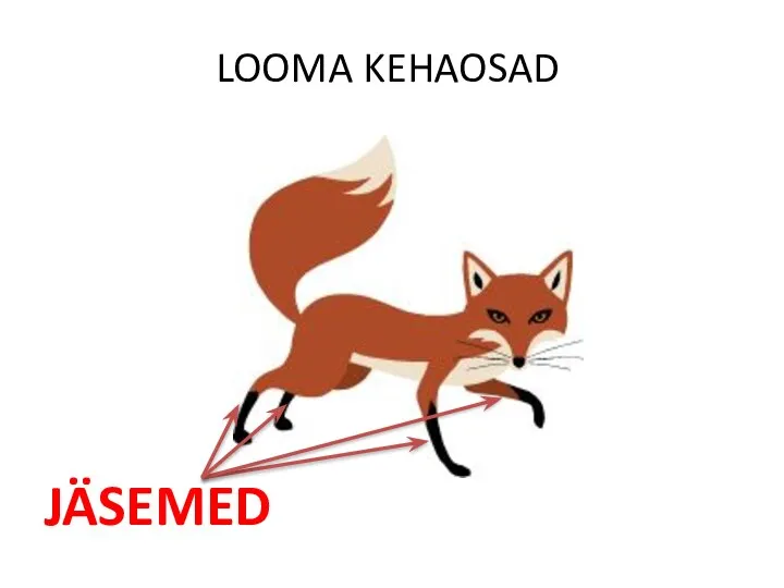 LOOMA KEHAOSAD JÄSEMED