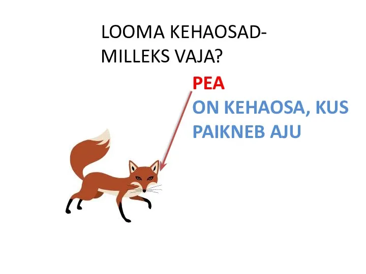 LOOMA KEHAOSAD- MILLEKS VAJA? PEA ON KEHAOSA, KUS PAIKNEB AJU