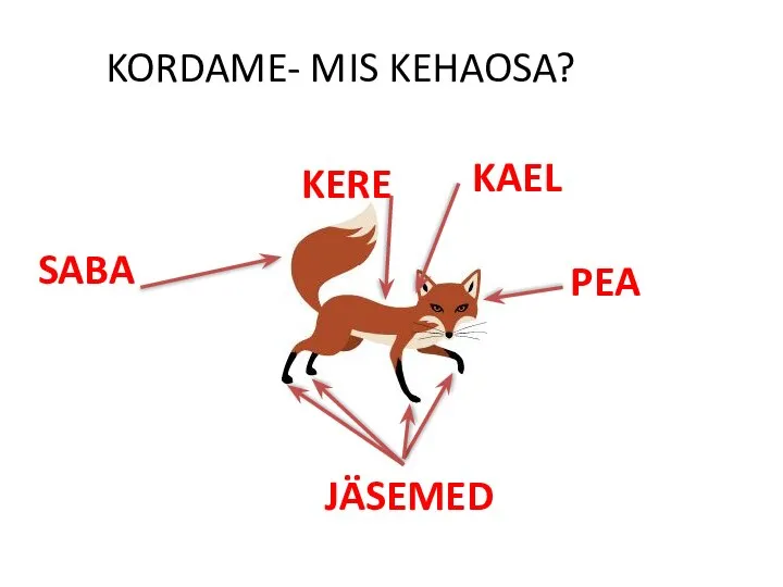 KORDAME- MIS KEHAOSA? SABA PEA JÄSEMED KERE KAEL