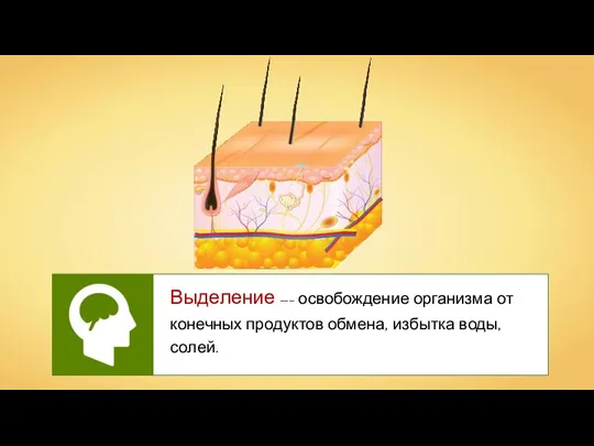 Выделение —– освобождение организма от конечных продуктов обмена, избытка воды, солей.