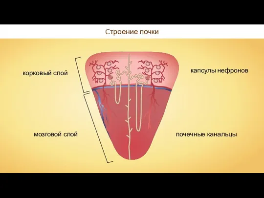 Cтроение почки корковый слой мозговой слой капсулы нефронов почечные канальцы