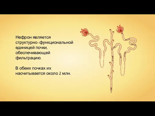 Нефрон является структурно-функциональной единицей почки, обеспечивающей фильтрацию. В обеих почках их насчитывается около 2 млн.