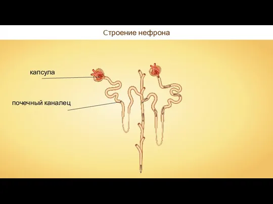 Cтроение нефрона
