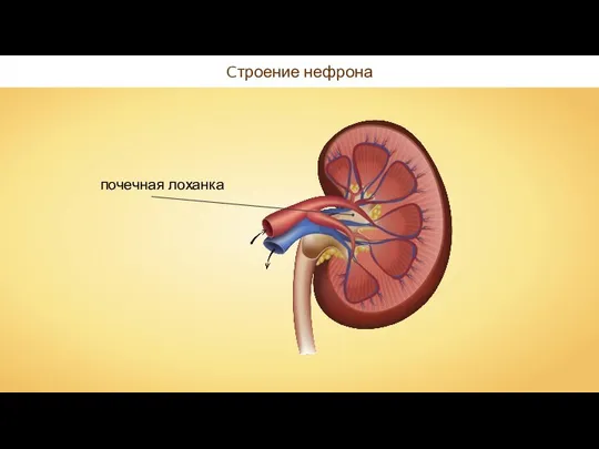 Cтроение нефрона